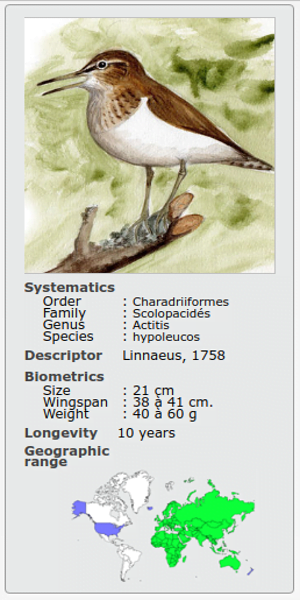 ACTITIS TRINGA HYPOLEUCOS