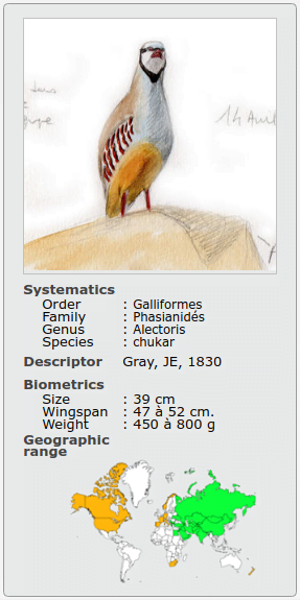 ALECTORIS PERDIX CHUKAR