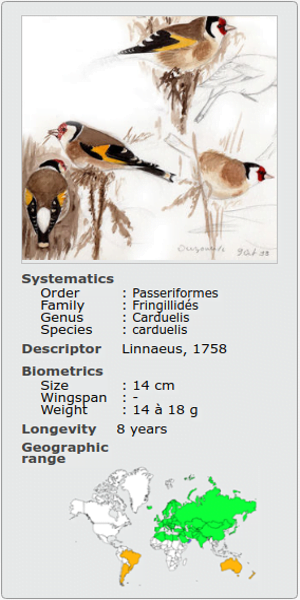 CARDUELIS FRINGILLA CARDUELIS