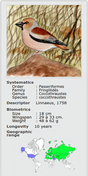 COCCOTHRAUSTES COCCOTHRAUSTES