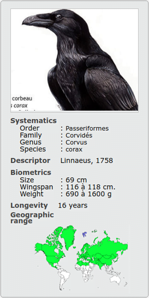 CORVUS CORAX