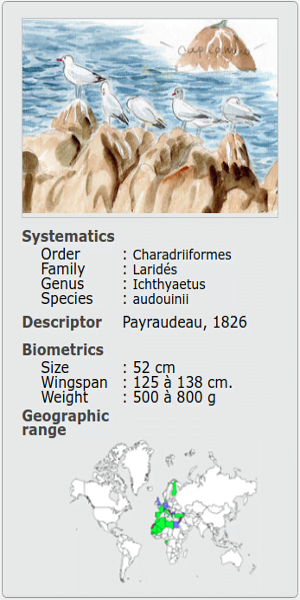 ICHTHYAETUSLARUS AUDOUINII 1