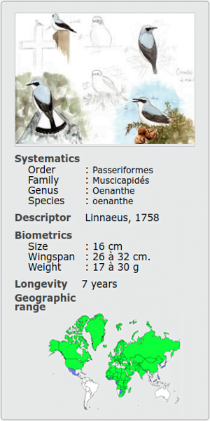 OENANTHEMOTACILLA OENANTHE