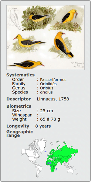 ORIOLUS CORACIAS ORIOLUS