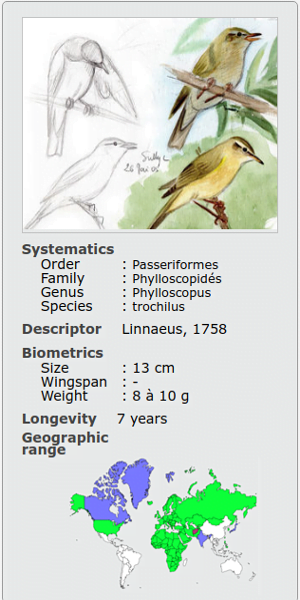 PHYLLOSCOPUS MOTACILLA TROCHILUS