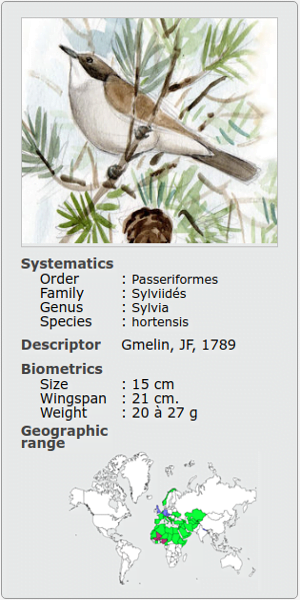 SYLVIA HORTENSIS BORIN