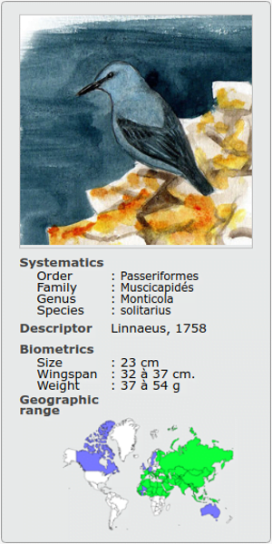 TURDUS MONTICOLA SOLITARIUS