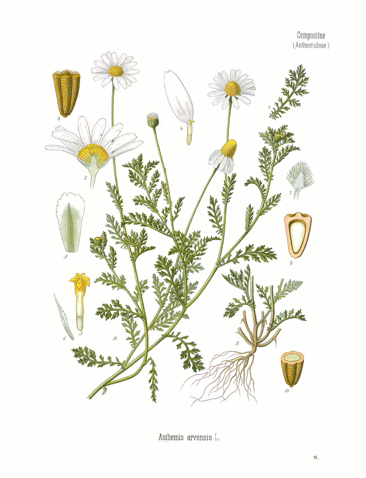 ANTHEMIS arvensis Köhler