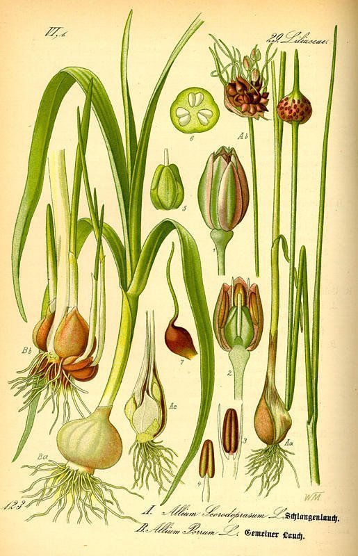 Allium scorodoprasum