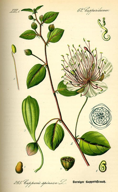 Capparis spinosa