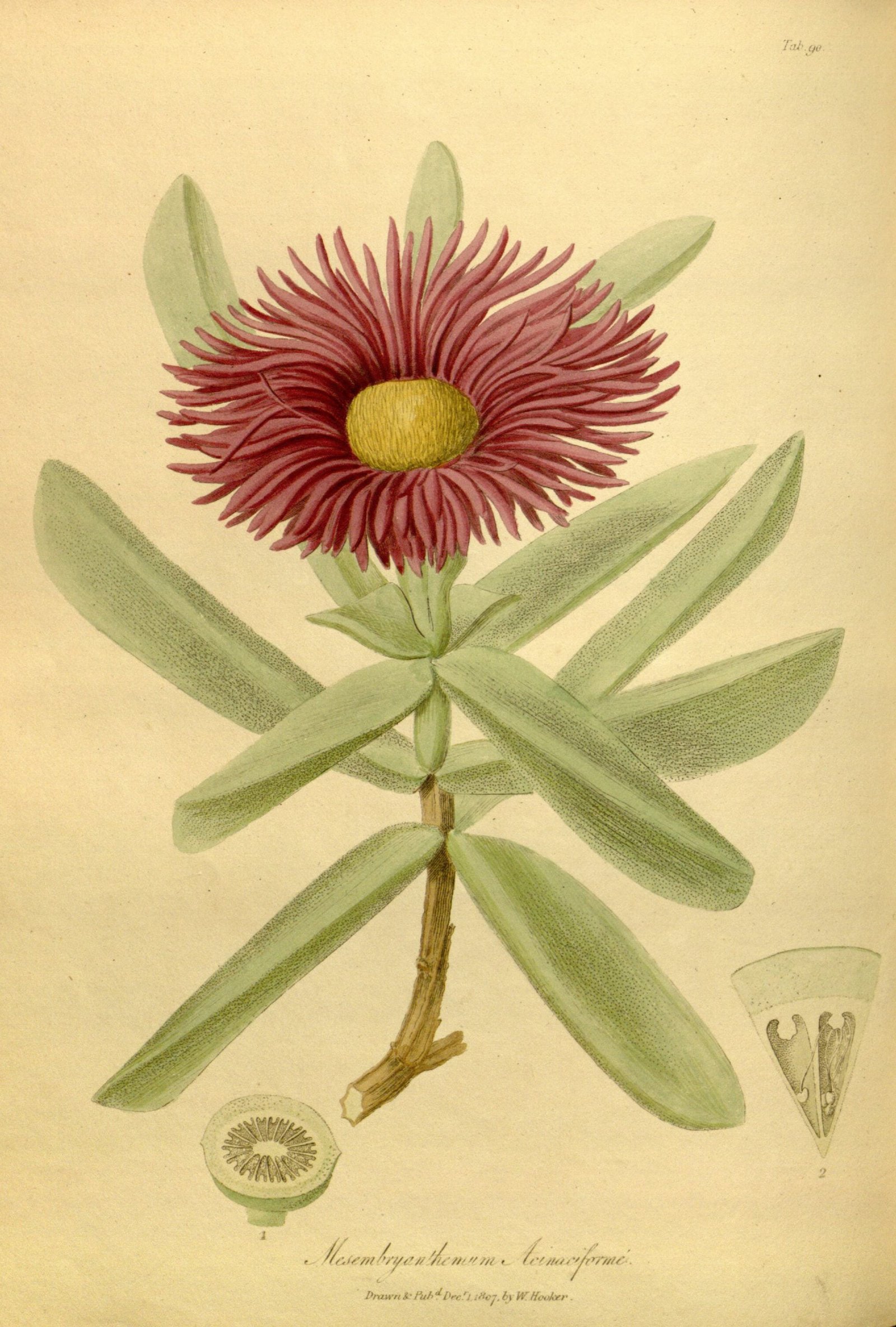 Carpobrotus acinaformis scaled