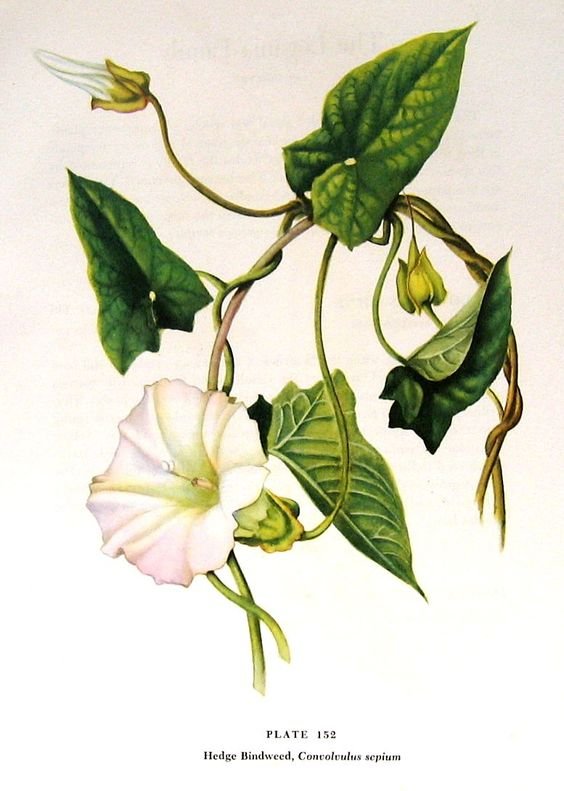 Convolvulus Arvensis