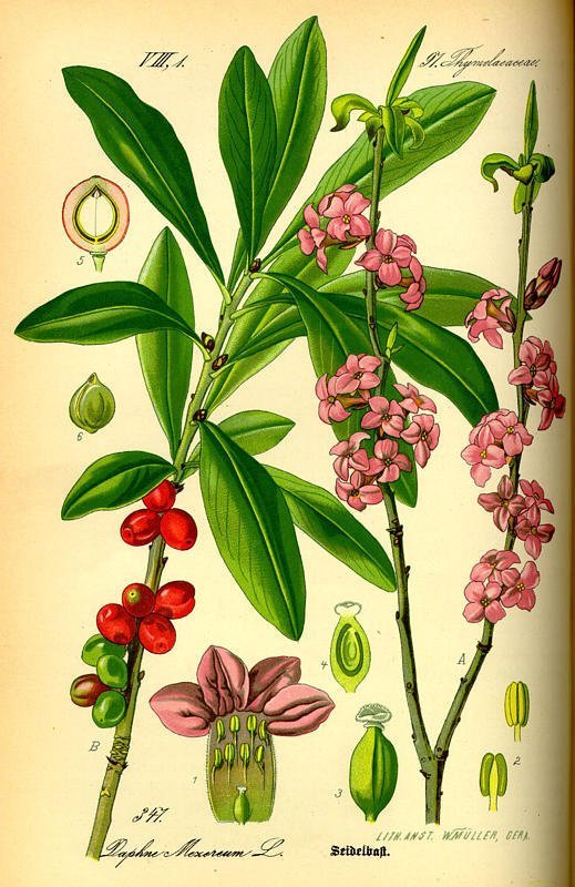 Daphne mezereum