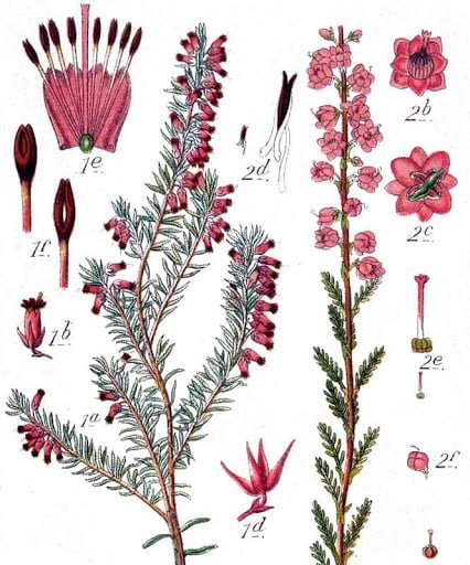 Erica manipuliflora