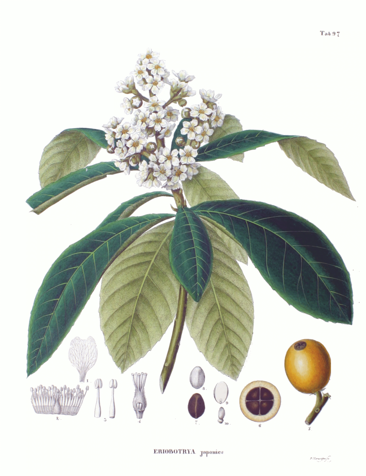 Eriobotrya japonica