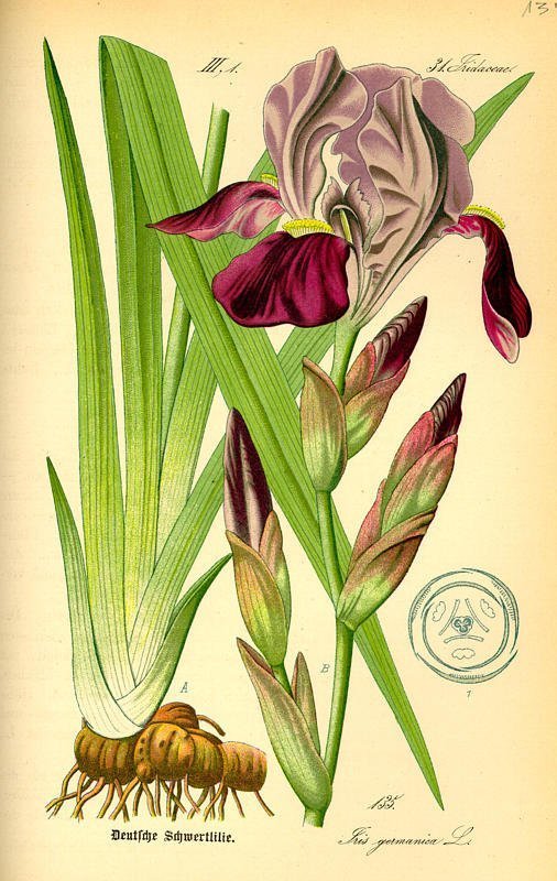 Iris germanica