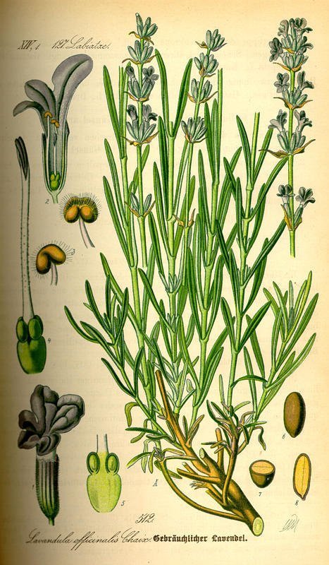 Lavandula angustifolia