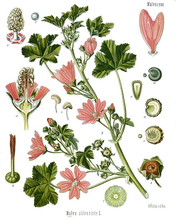 Malva sylvestris   Köhler–s Medizinal Pflanzen 222