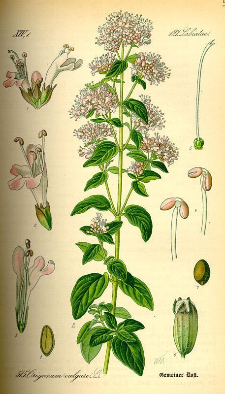 Origanum vulgare