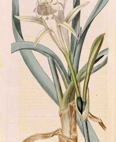 Pancratium maritimum illustration o20jg1k5n0bpazz5cn32etomj4e60sbjz53s29tmv0