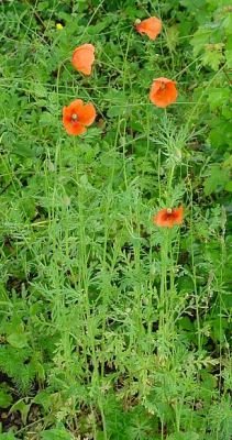 Papaver Dubium - Live Nisyros