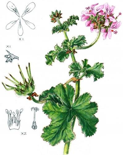 Pelargonium capitatum