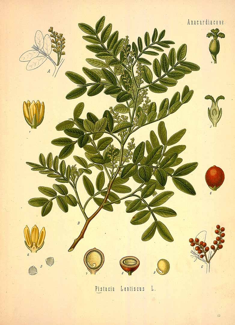 Pistacia Lentiscus