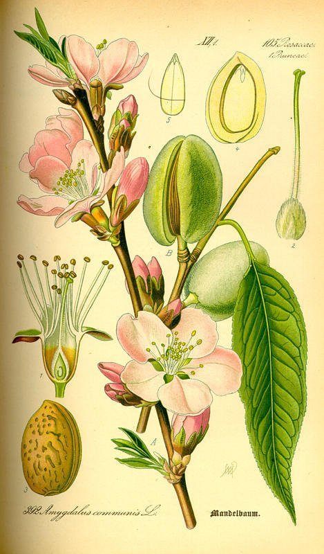 Prunus amygdalus