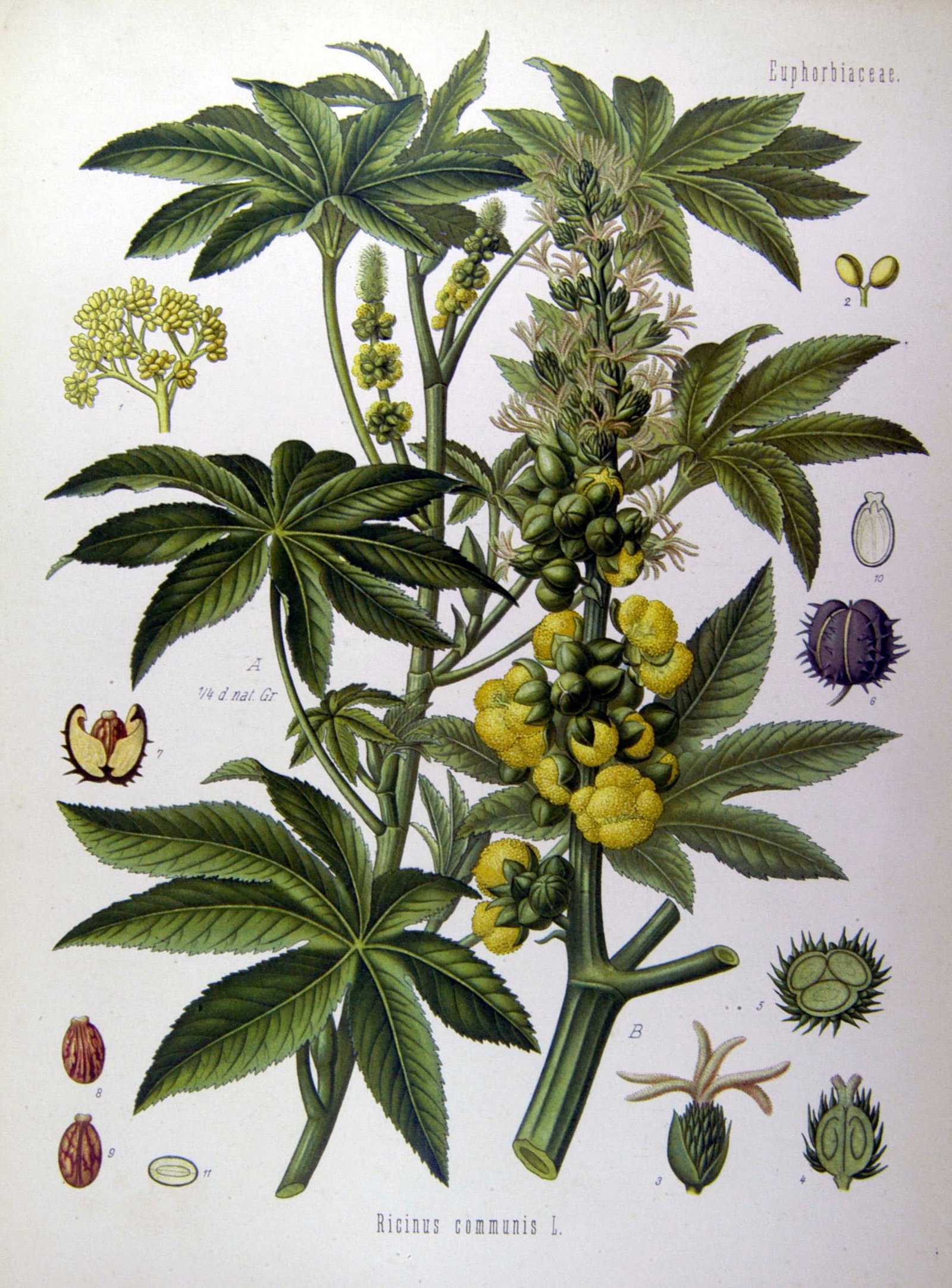 Ricinus communis0