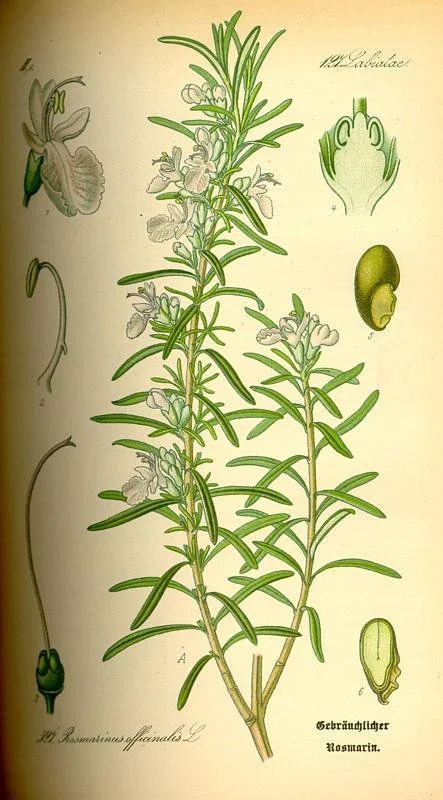 ROSMARINUS officinalis / ROMARIN