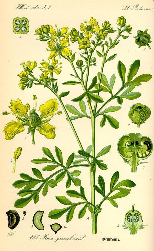 Ruta graveolens