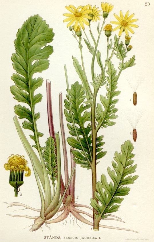 Senecio jacobaea