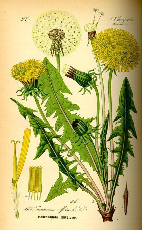 Taraxacum officinale