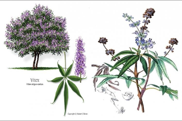 Vitex agnus castus