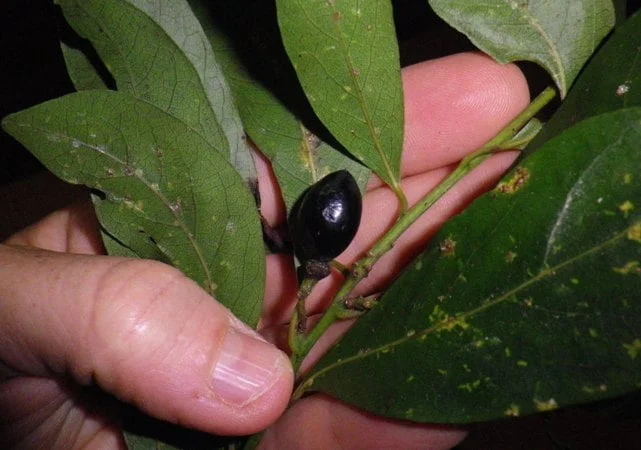 Laurier sauvage • Laurus nobilis • Veyrane