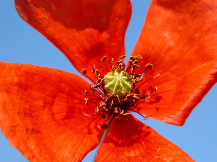 Papaver Dubium - Live Nisyros