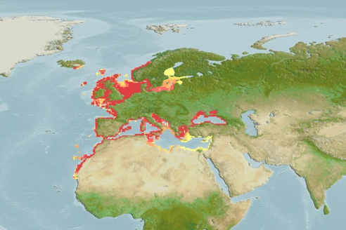 Gobius Niger16Map