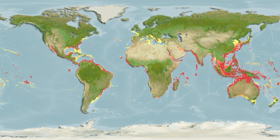 Lagocephalus Sceleratus11Map