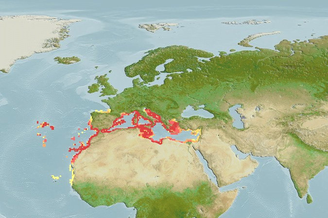 Phycis Phycis18Map