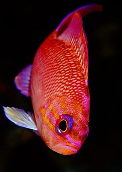 Anthias Anthias1