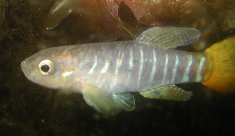 Aphanius Fasciatus3