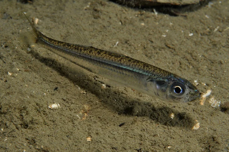 Big-scale sand smelt - Wikipedia