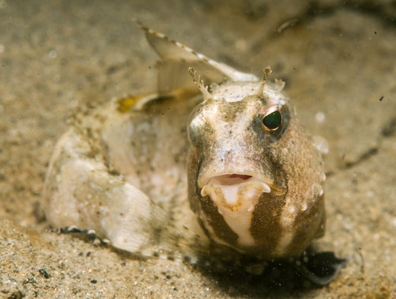 Blennius Ocellaris3