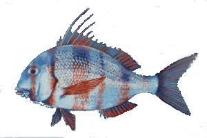 Diplodus Cervinus1