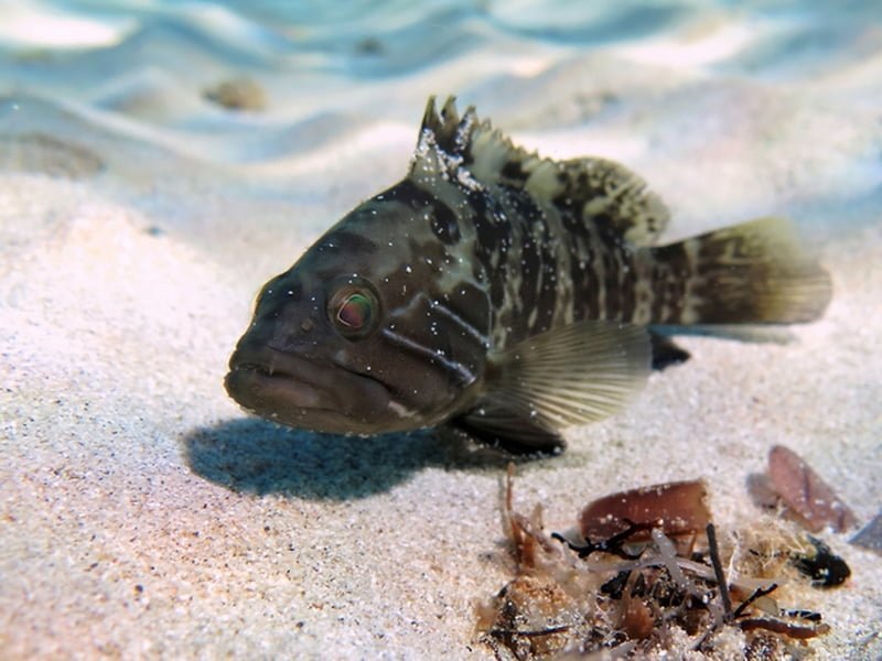 Epinephelus Aenus14