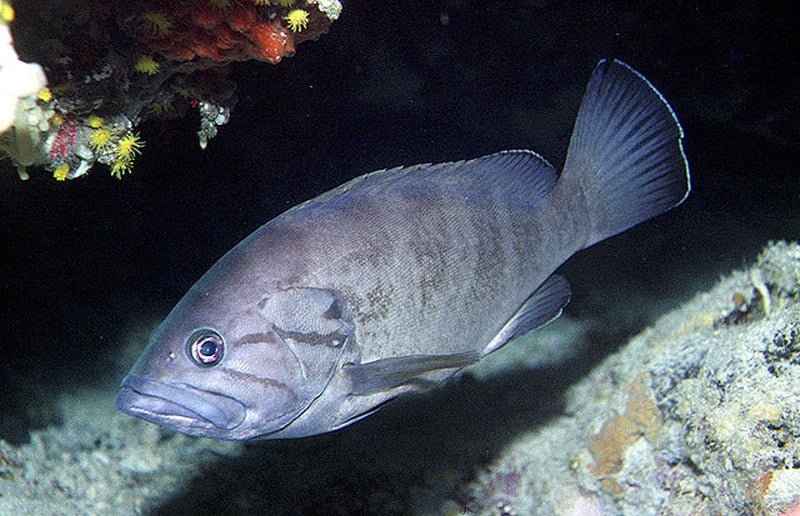 Epinephelus Caninus3