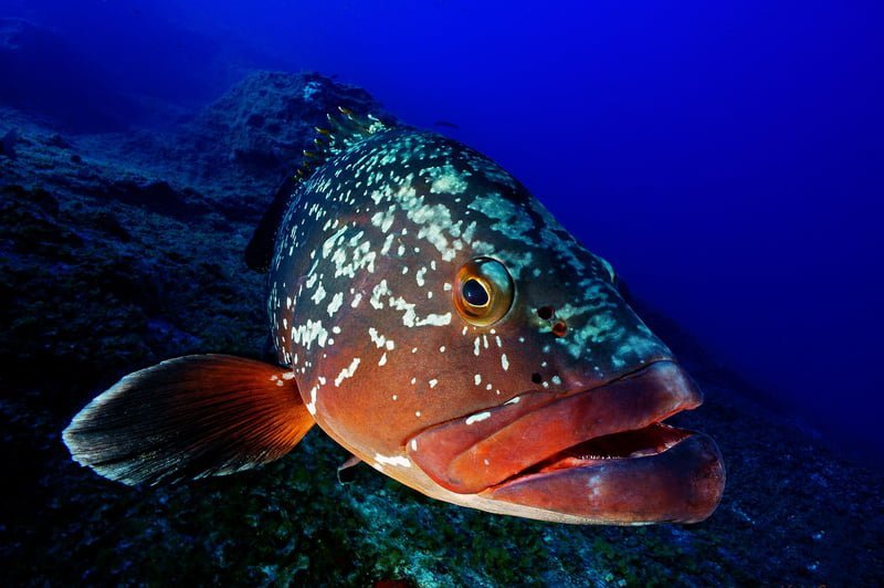 Epinephelus Marginatus5