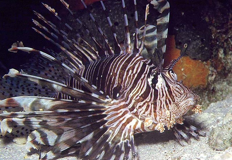 Pterois Volitans17