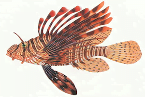 Pterois Volitans19