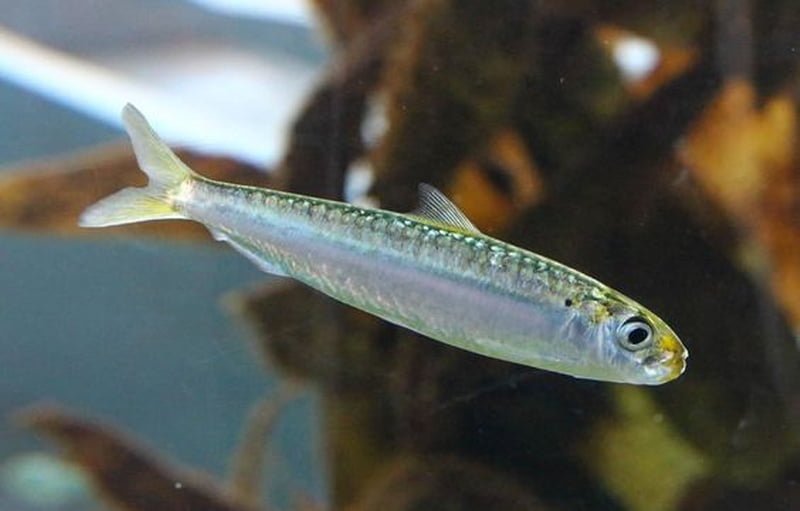 Sardinella Aurita2